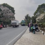 Sakura Lokal, Tabebuya Mekar Memikat Muara Enim