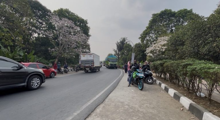 Sakura Lokal, Tabebuya Mekar Memikat Muara Enim