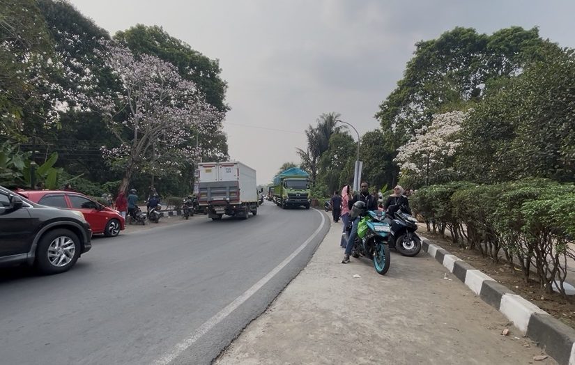 Sakura Lokal, Tabebuya Mekar Memikat Muara Enim